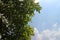 Blue sky and cloud with meadow trees. Plain landscape background for summer poster.