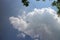 Blue sky and cloud with meadow trees. Plain landscape background for summer poster.