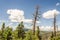 Blue Sky, Clouds, Bare Trees