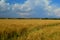 Blue sky in clouds, covers wheat field