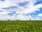 blue sky with clouds over corn field in Picardy