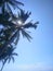 Blue sky with coconut tree