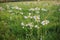 Blue sky and cuckoo flowers in the grassland in the park at sunset.