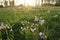 Blue sky and cuckoo flowers in the grassland in the park at sunset.