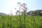 Blue sky and cuckoo flowers in the grassland in the park at sunset.