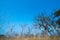 Blue sky with dry tree and grass with empty backgrounds and copy space