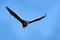Blue sky and eagle flight. Steller`s sea eagle fly, Haliaeetus pelagicus, bird with blue sky, Hokkaido, Japan. Wildlife action
