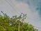 Blue Sky with Electricity Pylon and Power Lines Amidst Trees