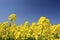 Blue sky and field, canola crops