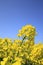 Blue sky and field, canola crops