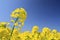 Blue sky and field, canola crops