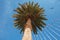 Blue sky and flaying seagull above the big palm tree