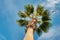 Blue sky and flaying seagull above the palm tree