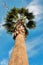 Blue sky and flaying seagull above the palm tree,
