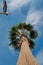 Blue sky and flaying seagull above the palm tree