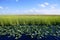 Blue sky in Florida Everglades wetlands