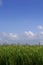 Blue sky in Florida Everglades wetlands green plan