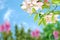 Blue sky  and  flowers blurred and green tree branch  wild floral lilac pink white  meadow summer spring baclground template