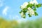 Blue sky  and  flowers blurred and green tree branch  wild floral lilac pink white  meadow summer spring baclground template