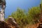 Blue sky, fluffy black pines, on the rock grows an old tree