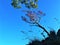 Blue sky, freedom, hanging trees, open air and cliff