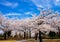 Blue sky full of cherry blossoms