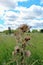 Blue sky full of white fluffy cumulus clouds as background for a unusually beautiful plant