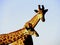 Blue Sky Giraffe