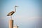 Blue Sky and Great Blue Heron