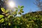 blue sky and green foliage, with a glimpse of sun during the changing seasons