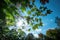 blue sky and green foliage, with a glimpse of sun during the changing seasons