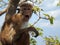 Blue sky, green foliage, little monkey with big eyes, ears and mouth open, close-up