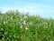 Blue sky and green meadow with pink flowers, island Suomenlinna, Helsinki