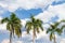 Blue sky and green palm tree background