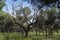 Blue sky, green trees and streams of water.