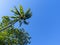 Blue sky and green tropical tree. Coco palm tree view from ground. Coco palm leaf on sky background.