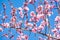 Blue Sky and Light Pink Orchard Blooms