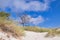 Blue sky with little tree on grassy dune