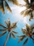 A blue sky with many palm trees, looking up at the tropical sky from below, tropical vibe