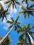 A blue sky with many palm trees, looking up at the tropical sky from below, tropical vibe