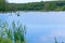 Blue sky and marshy area, wetland lake, natural pond overgrown with vegetation