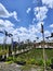 The blue of sky in the middle of ricefield resto