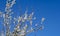 Blue sky and newly opened white flowers on the tree