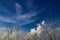 Blue sky with nice white cloud and catkin flower