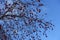 Blue sky and numerous red berries on leafless branches of rowan