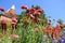 Blue sky and one of the gardens in Great Dixter House & Gardens in the summer.