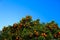 Blue sky opposite the canopy of an orange or mandarin tree where there are lots of leaves and lots of fruit. Lots of ripe orange