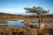 Blue sky over Autumn heath landscape