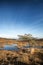 Blue sky over Autumn heath landscape