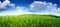 Blue sky over field of wheat